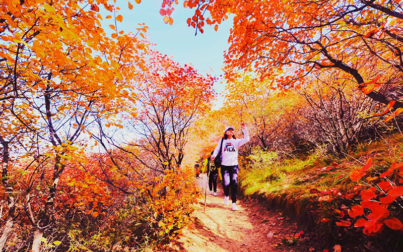 918博天堂佛照山秋季漫山红叶，供游客免费观赏